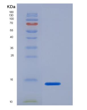 Recombinant mouse GCP2 protein