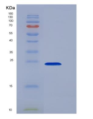 Recombinant Pig Interleukin 6 (IL6) protein