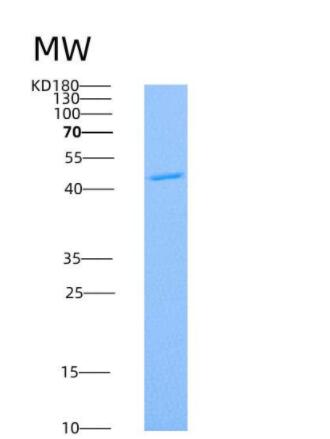 Recombinant Human LFA-3 / CD58 Protein (Fc tag)