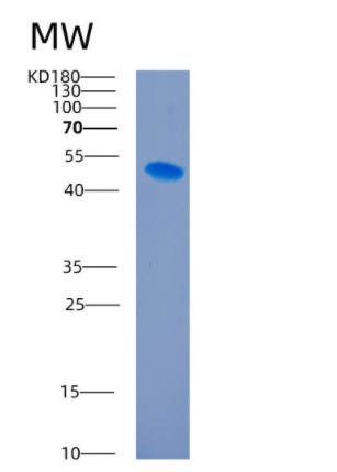 Recombinant Human ICAM1 Protein