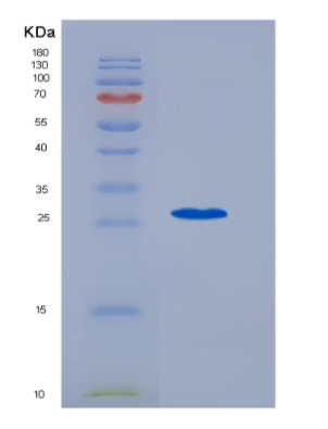 Recombinant Interleukin 6 (IL6)