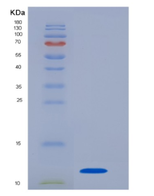 Recombinant Interleukin 8 (IL8)