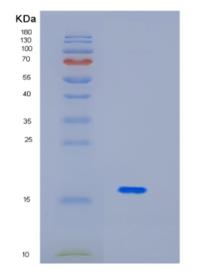 Recombinant Human ID2 Protein