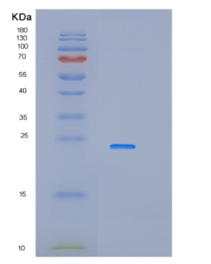 Recombinant Human IFNA14 Protein