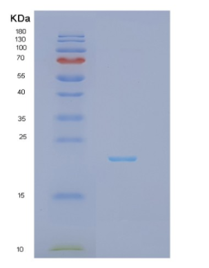 Recombinant Human IFNA7 Protein