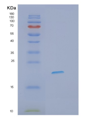 Recombinant Human IFNL3 Protein