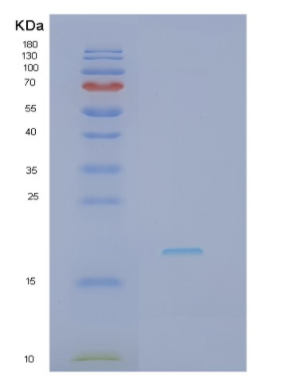 Recombinant Interleukin 18 (IL18)