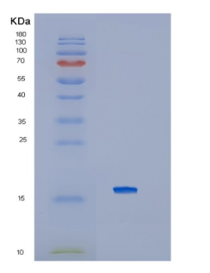 Recombinant Interleukin 4 (IL4)