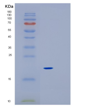 Recombinant Mouse IL1a Protein