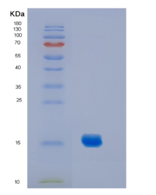 Recombinant Mouse Il2(C160S) Protein