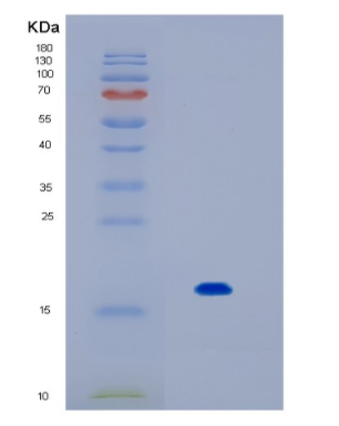 Recombinant Human IL17F Protein