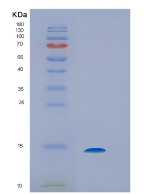 Recombinant Human IL9 Protein