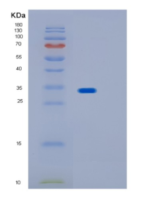 Recombinant Human IMPA2 Protein