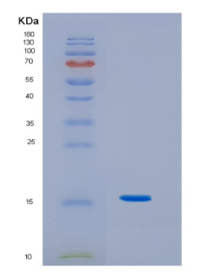 Recombinant Human IL3 Protein