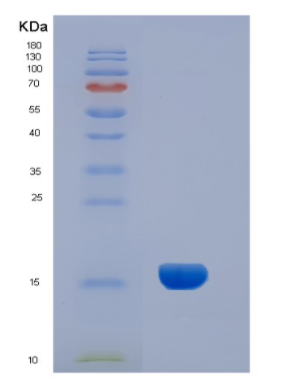 Recombinant Human INHA Protein