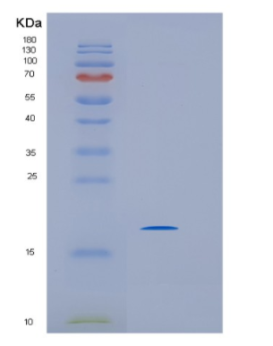Recombinant Human IMMP2L Protein