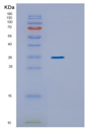Recombinant Human ING1 Protein