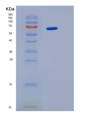 Recombinant Human Interleukin6 signal transducer Protein