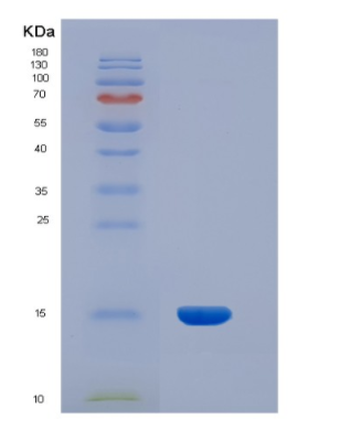 Recombinant Human INHBA Protein