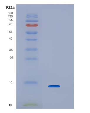 Recombinant Human Interferon regulatory factor-3 Protein