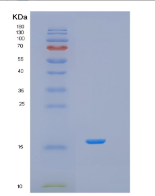 Recombinant Human ISOC2 Protein