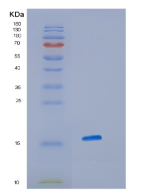 Recombinant Human ISCU Protein