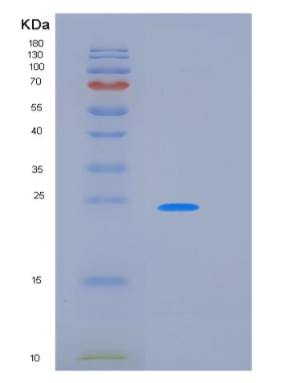 Recombinant Human KLK11 Protein