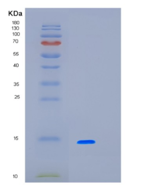 Recombinant Human LBH Protein