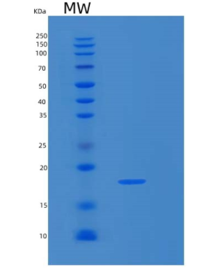 Recombinant Human LGALS13 Protein