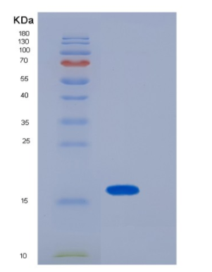 Recombinant Mouse LGALS1 Protein