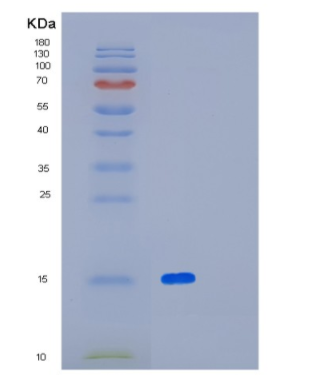 Recombinant Human Leukocyte surface antigen CD47 Protein