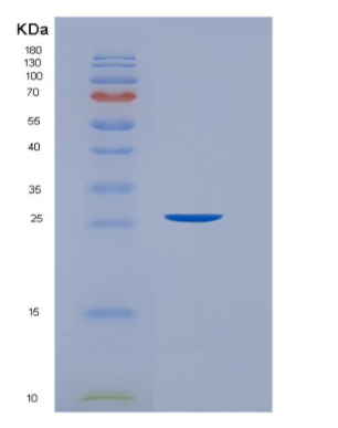 Recombinant Leukemia Inhibitory Factor (LIF)