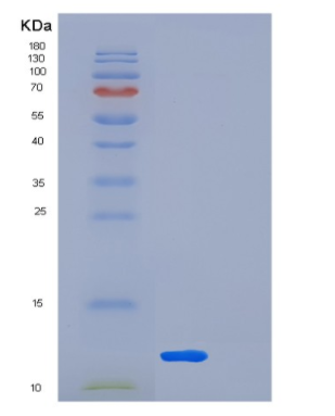 Recombinant Human LSM5 Protein