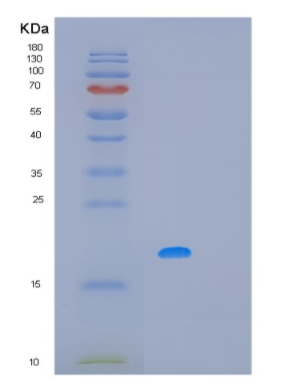 Recombinant Human MAFF Protein