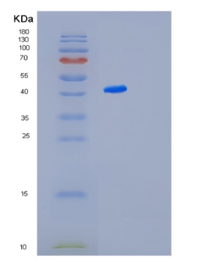 Recombinant E.coli Maltose Binding Protein(MBP)
