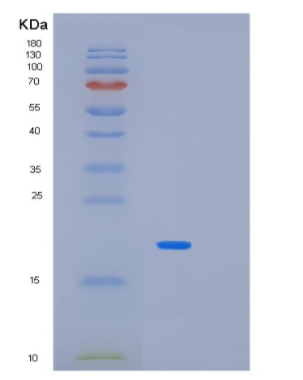 Recombinant Human MAX Protein