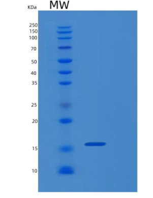 Recombinant Human MIF (amino acids 1-115) Protein