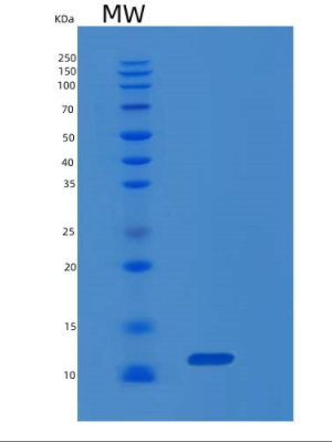 Recombinant Human MIF Protein