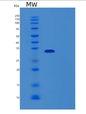 Recombinant Human MPG Protein