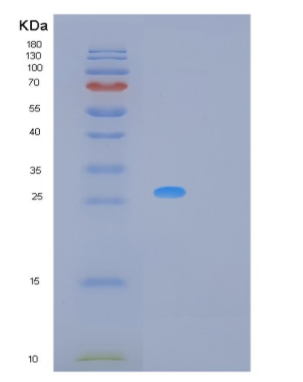 Recombinant Human MREG Protein