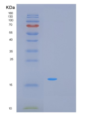 Recombinant Human MRFAP1L1 Protein