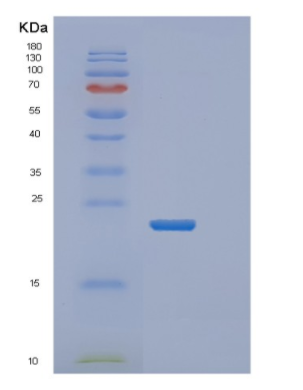 Recombinant Human MRPL13 Protein