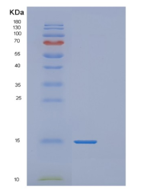 Recombinant Human MRPL2 Protein