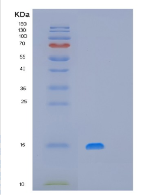 Recombinant Human MRPS28 Protein