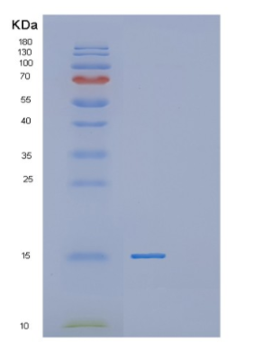 Recombinant Human MTPN Protein