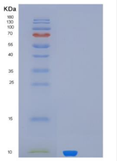 Recombinant MUCL1 Protein