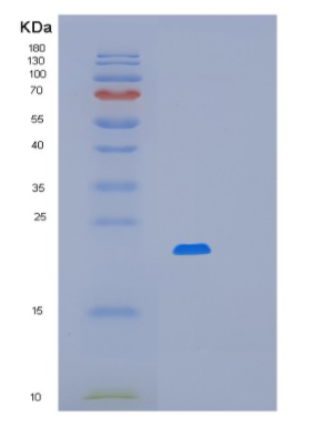 Recombinant E.coli mug Protein