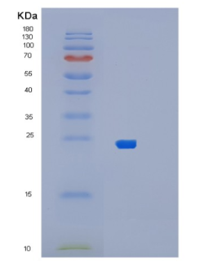 Recombinant Human MUTED Protein