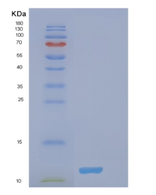 Recombinant Human MZB1 Protein