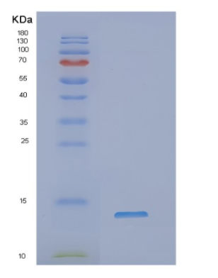 Recombinant Human NDUFA2 Protein